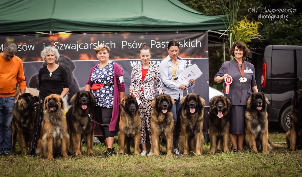 Leonberger - hodowla