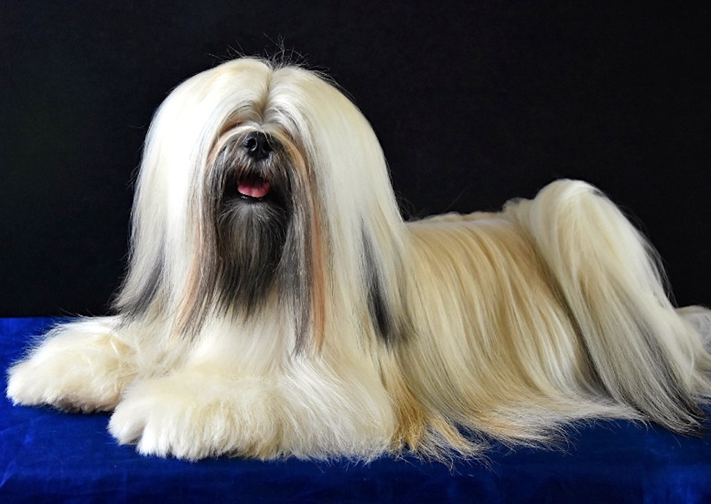 Lhasa Apso - charakter
