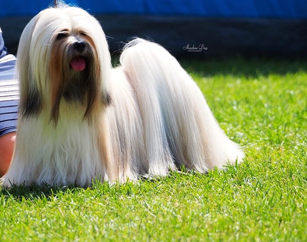 Lhasa Apso - pielęgnacja