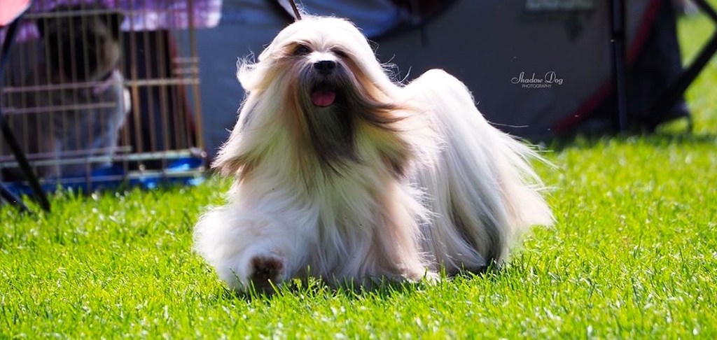 Lhasa Apso - umaszczenie