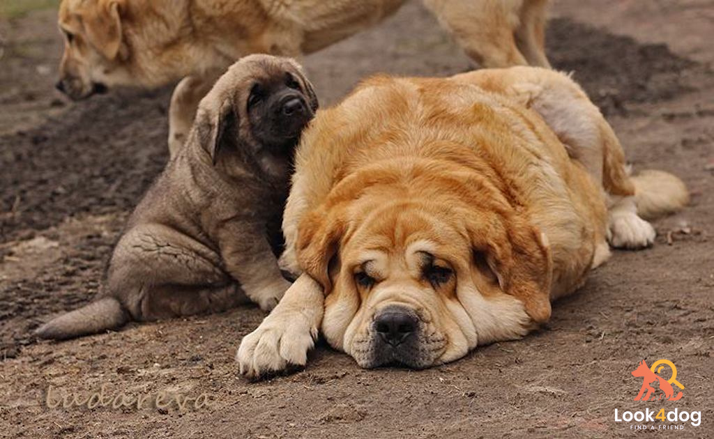 Mastif hiszpański - pielęgnacja