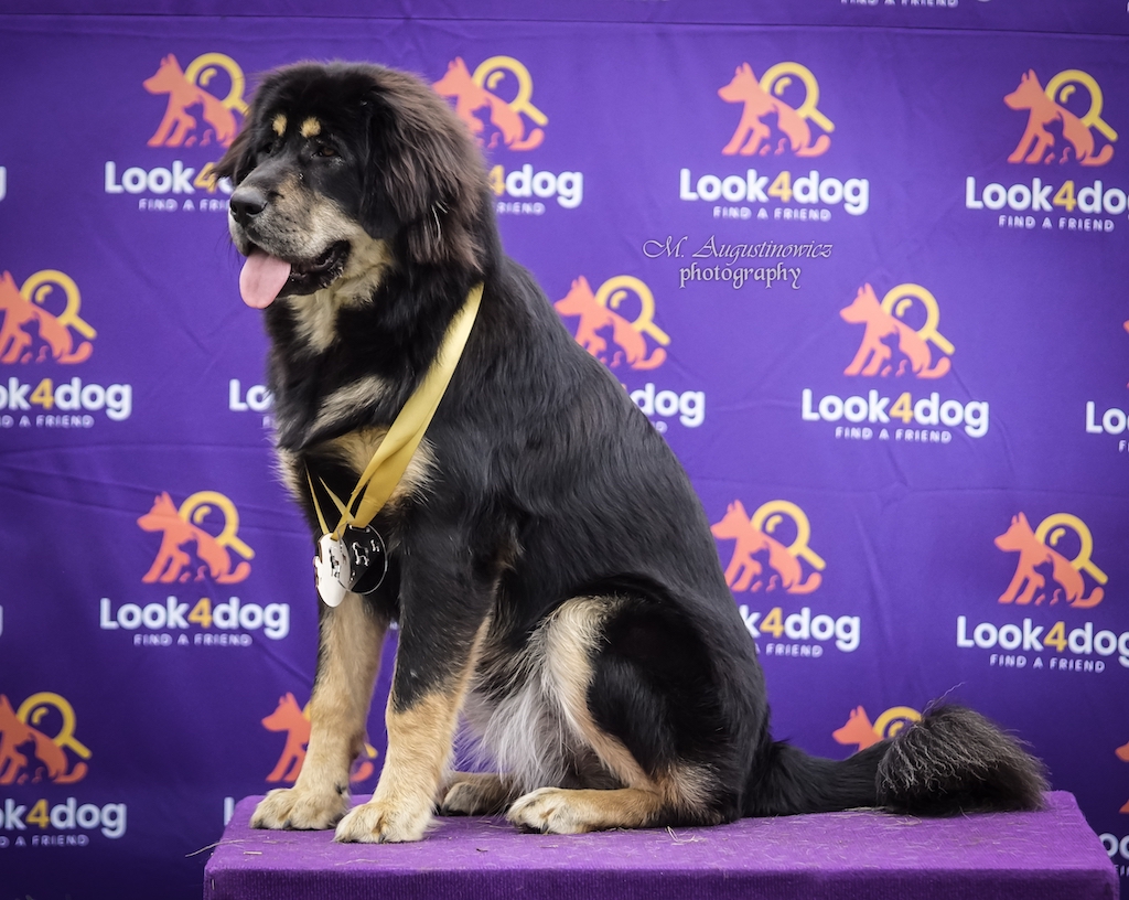 Mastif tybetański - hodowle