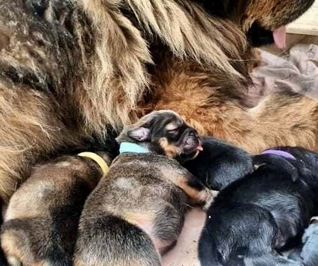 Mastif tybetański - szczeniaki