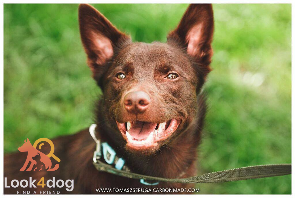 Owczarek australijski Kelpie - choroby