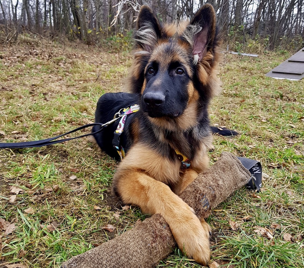 Owczarek niemiecki - hodowla
