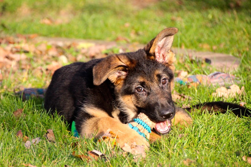 Owczarek niemiecki krótkowłosy - szczeniak