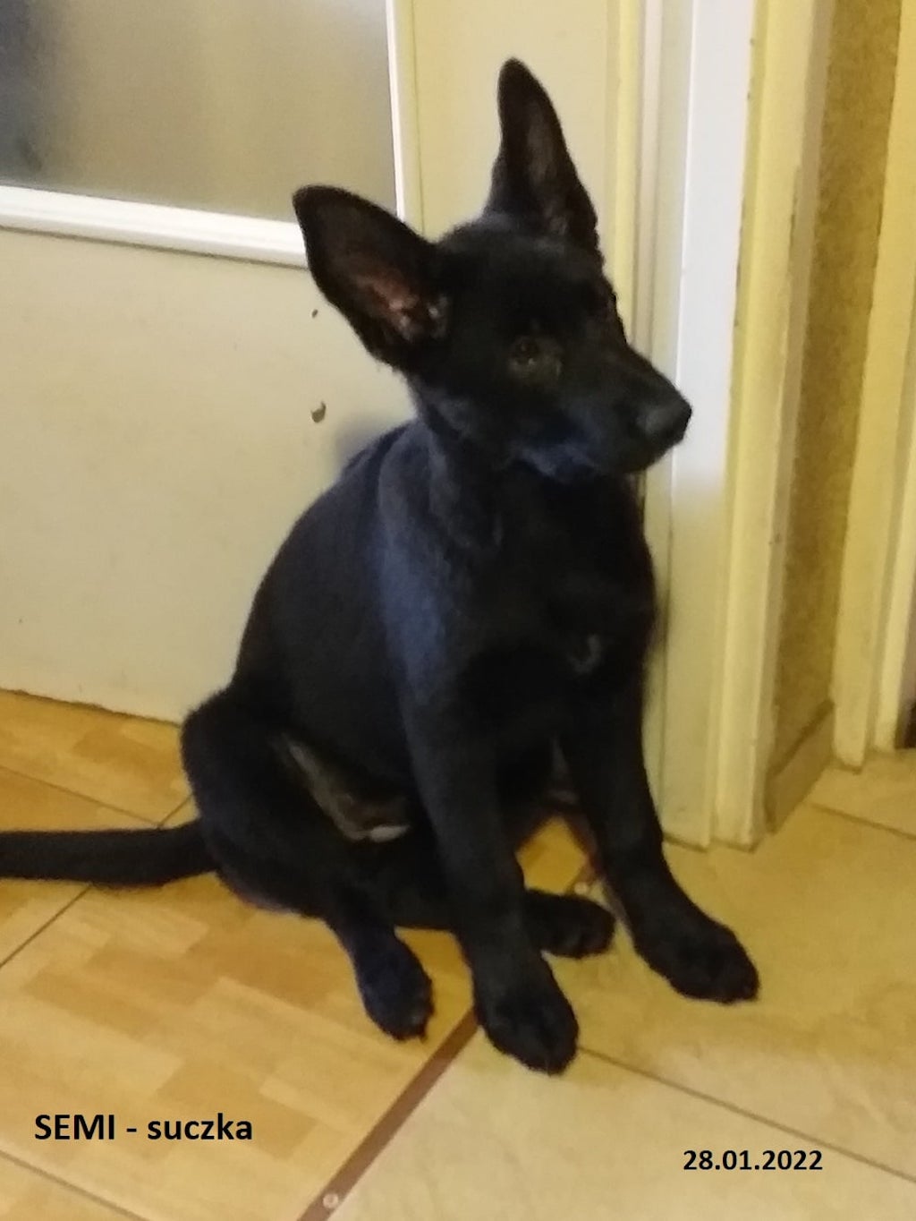 Owczarek niemiecki krótkowłosy