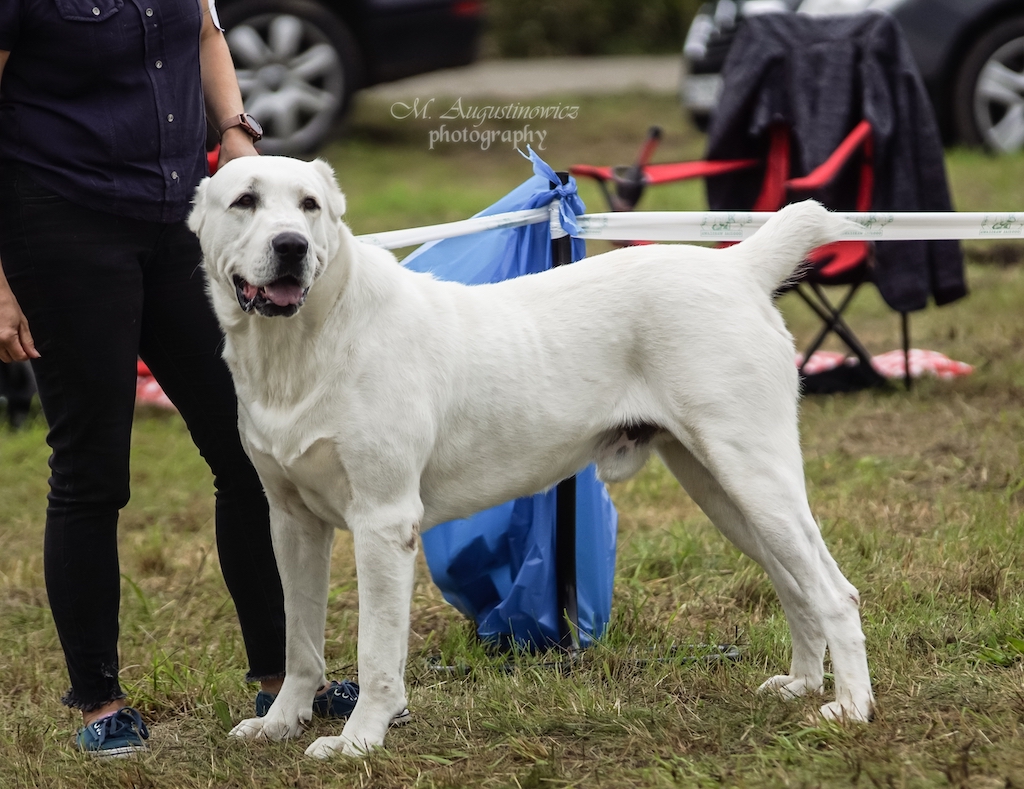 Owczarek środkowoazjatycki - hodowle
