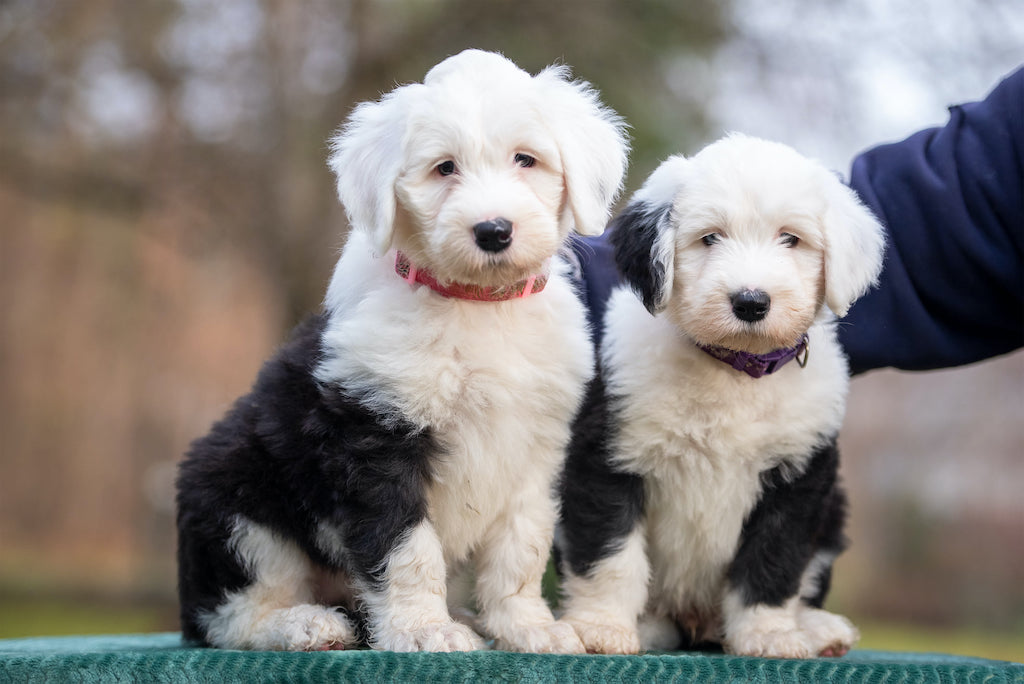 Owczarek staroangielski Bobtail - szczeniaki