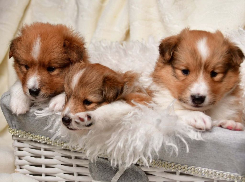 Owczarek szetlandzki - szczeniaki