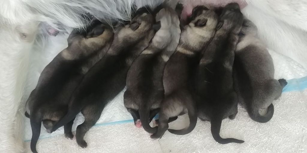 Owczarek wschodnioeuropejski - szczeniaki