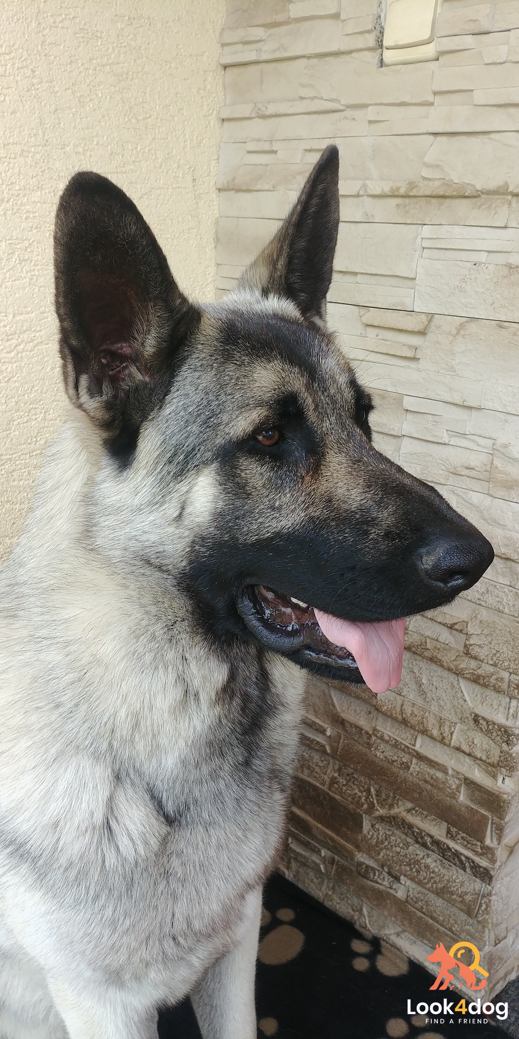 Owczarek wschodnioeuropejski (VEO) - umaszczenie