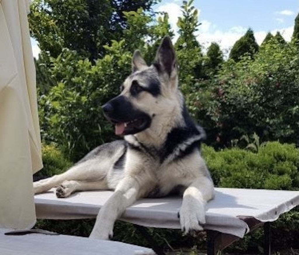 Owczarek wschodnioeuropejski VEO - hodowla