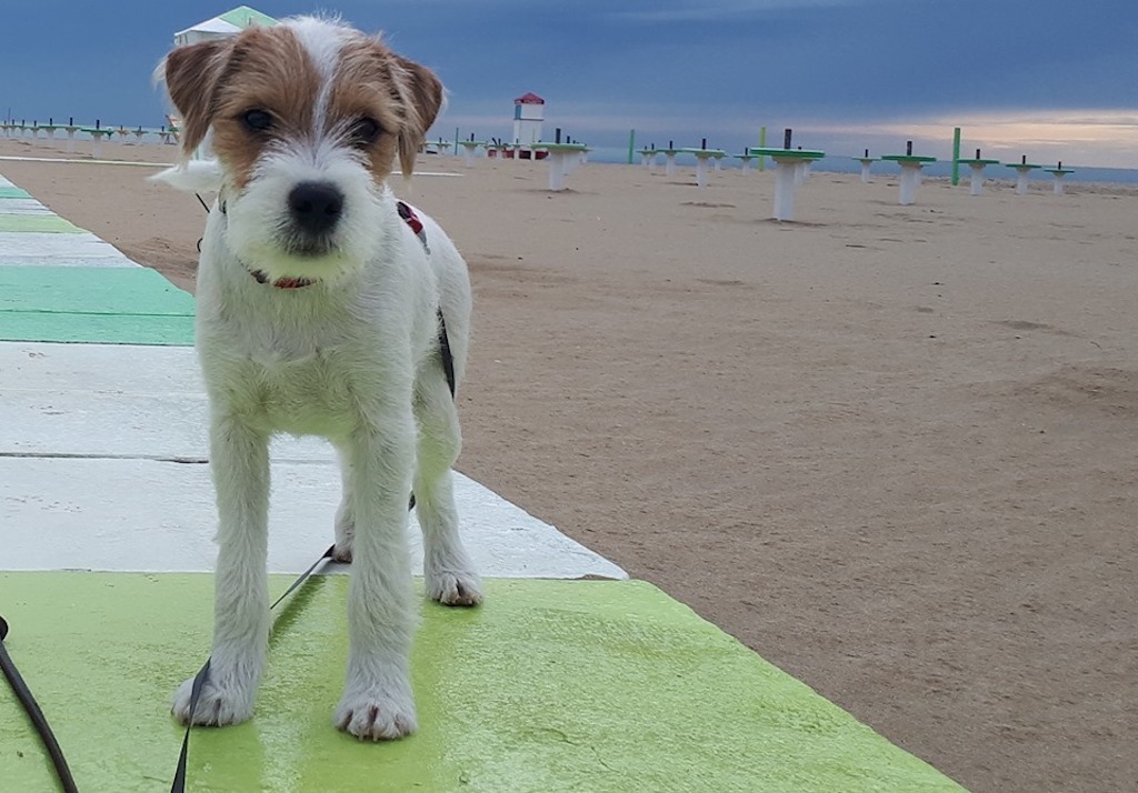 Parson Russell terrier - żywienie