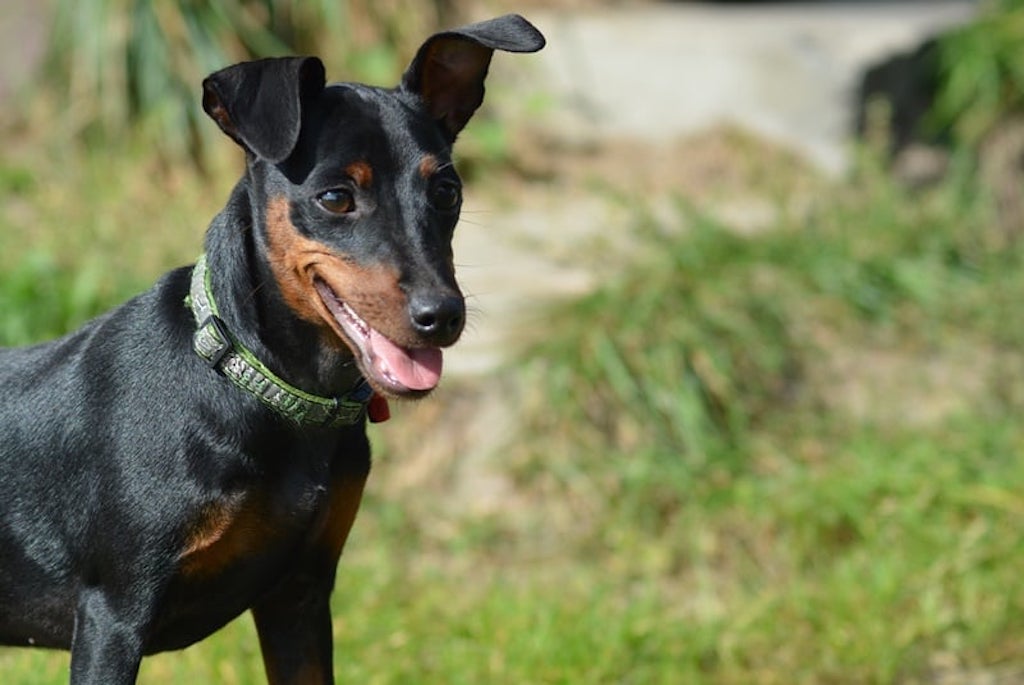 Pinczer miniaturowy - hodowla1