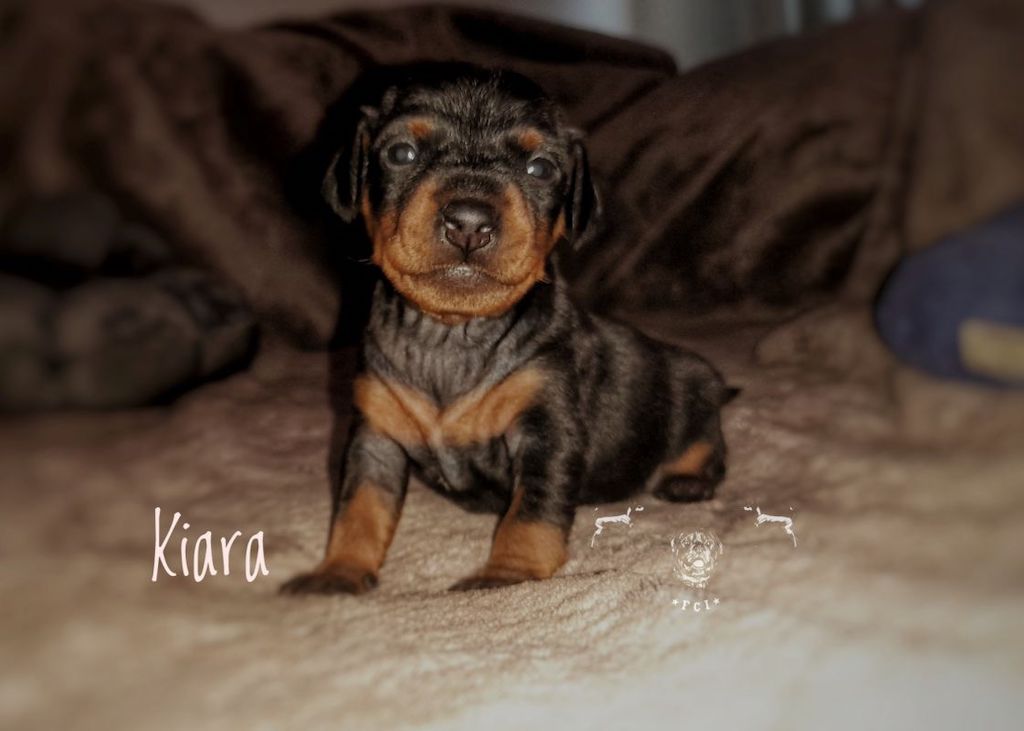 Pinczer miniaturowy - szczeniaki