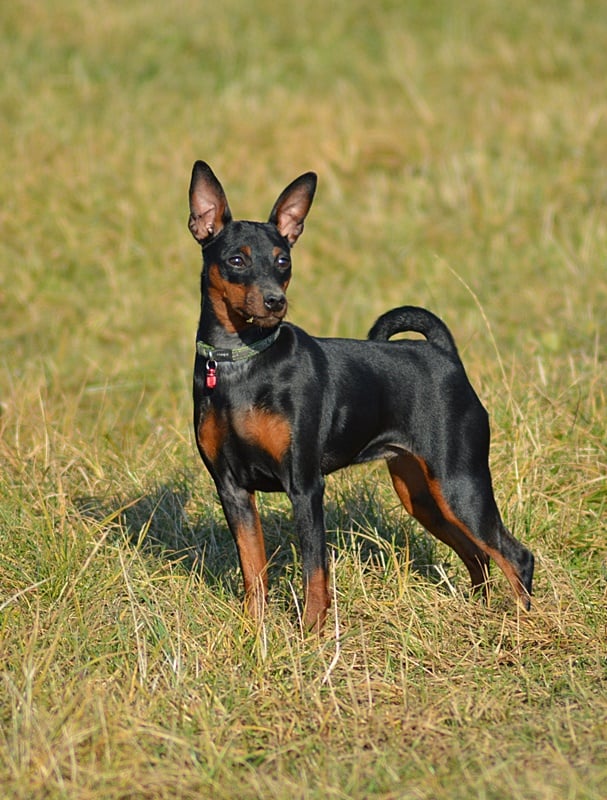 Pinczer miniaturowy - umaszczenie