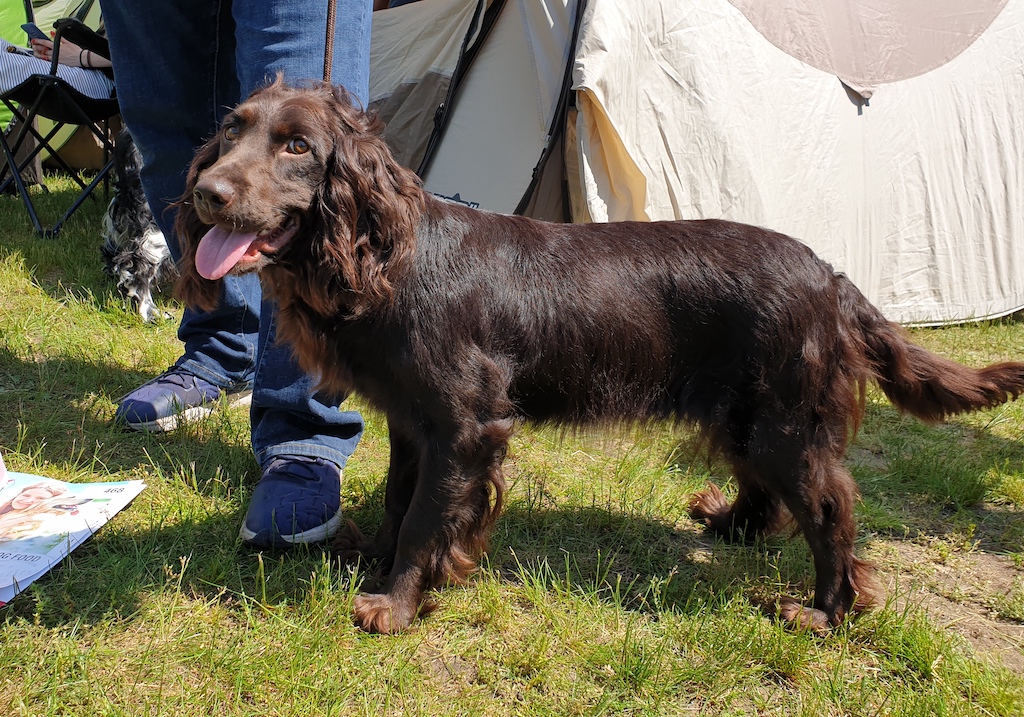 Płochacz niemiecki - żywienie