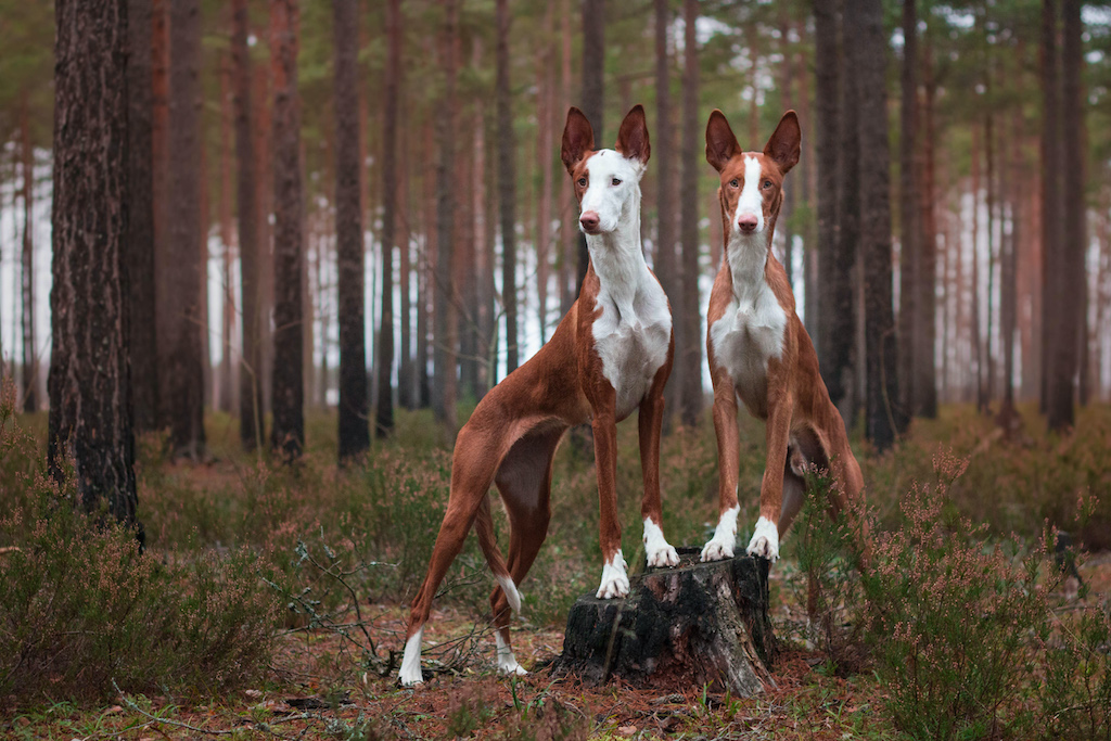 Podenco z Ibizy - charakter