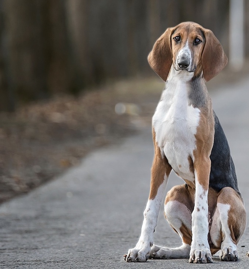 Poitevin - umaszczenie