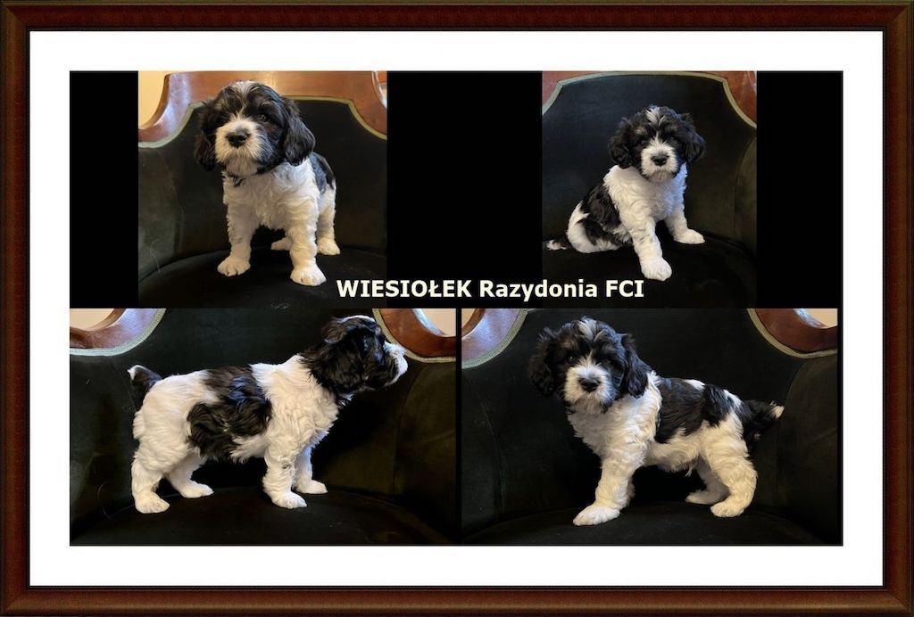 Polski owczarek nizinny