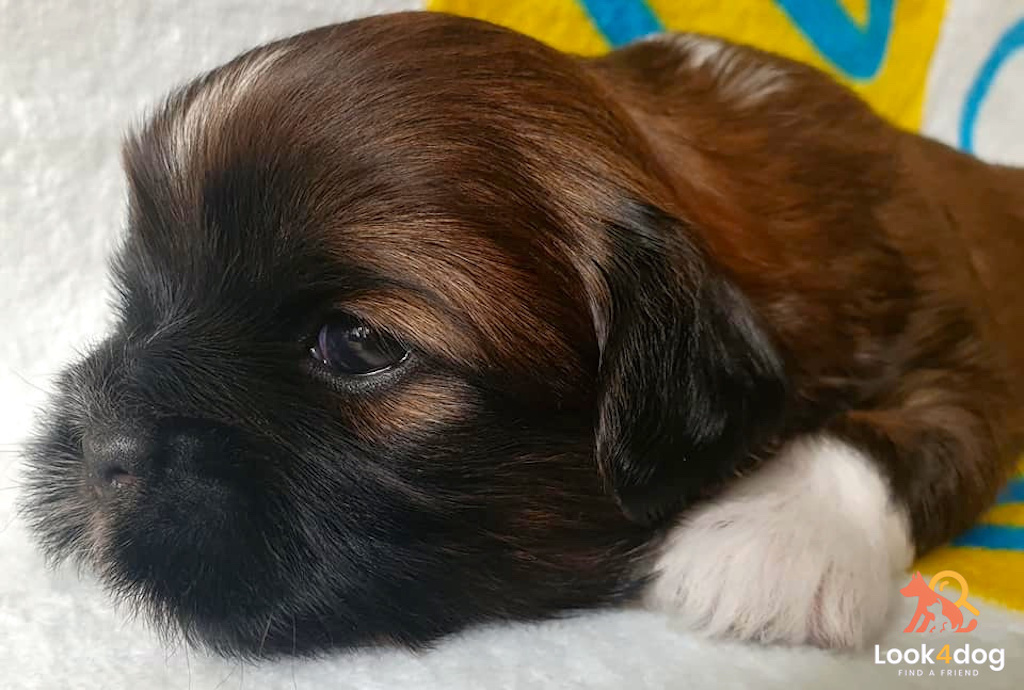 szczeniak lhasa apso hodowla dreamed a drem