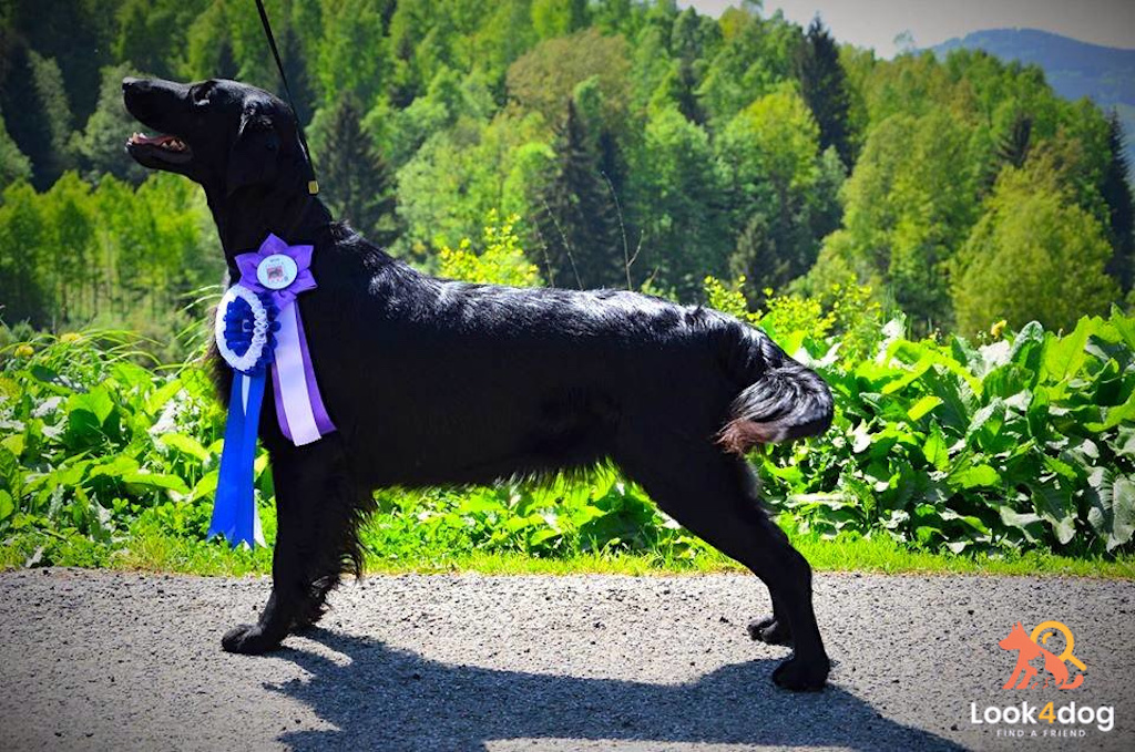 matka miot P Sailing Team FCI Dragon Dream