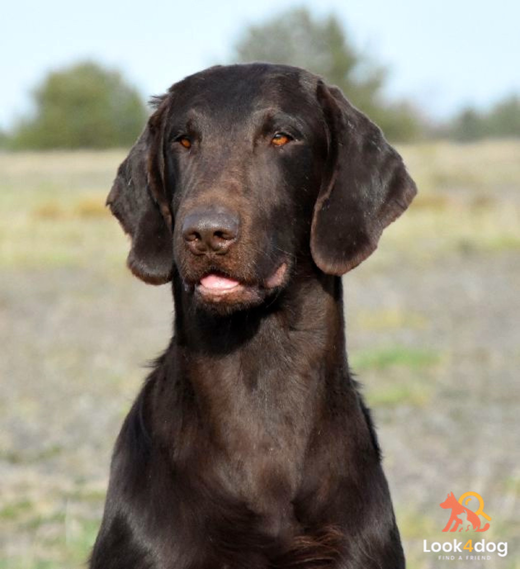 Dragonborn flat coated retriever MIOT P ojciec