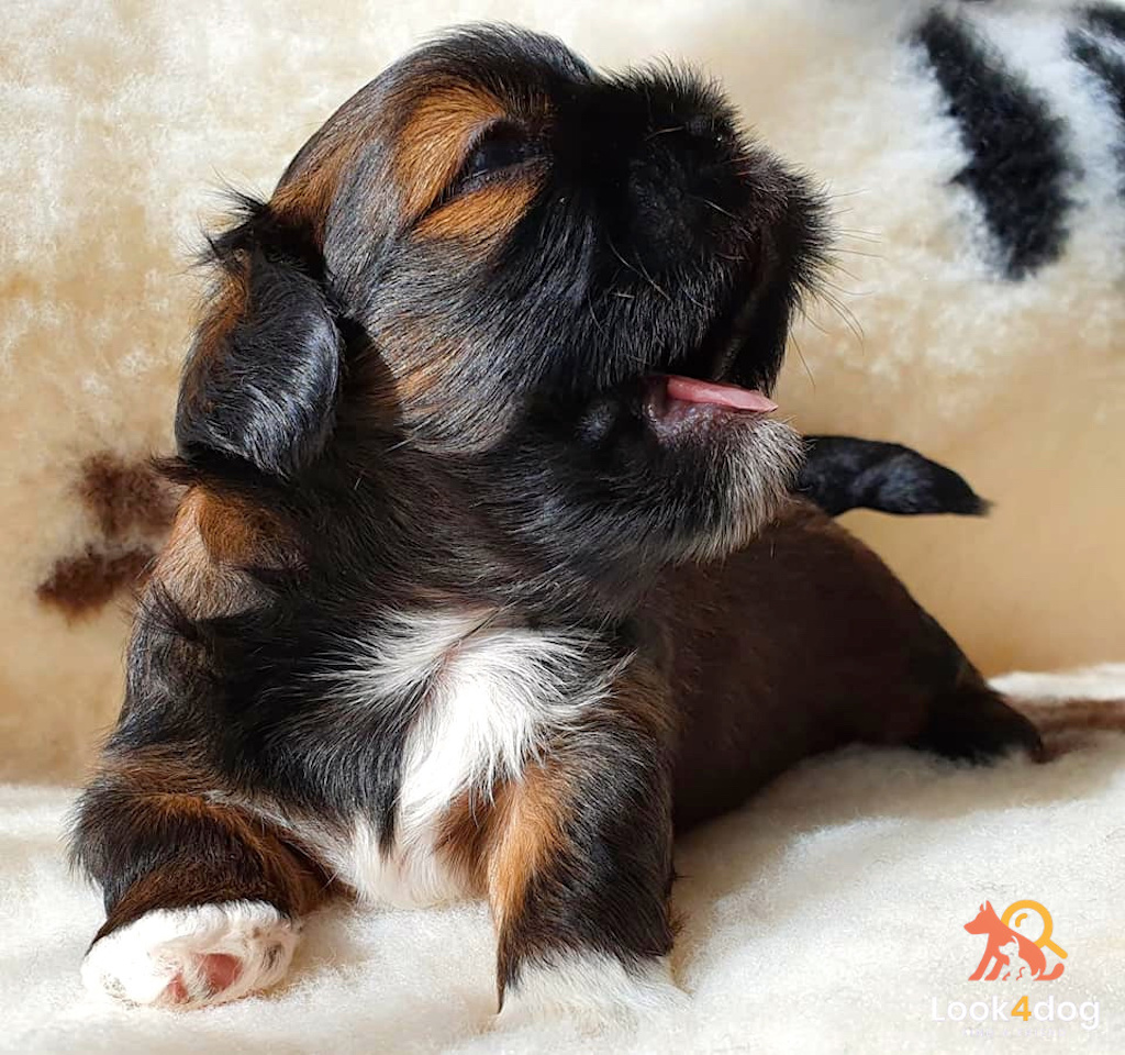 szczeniak lhasa apso hodowla dreamed a drem