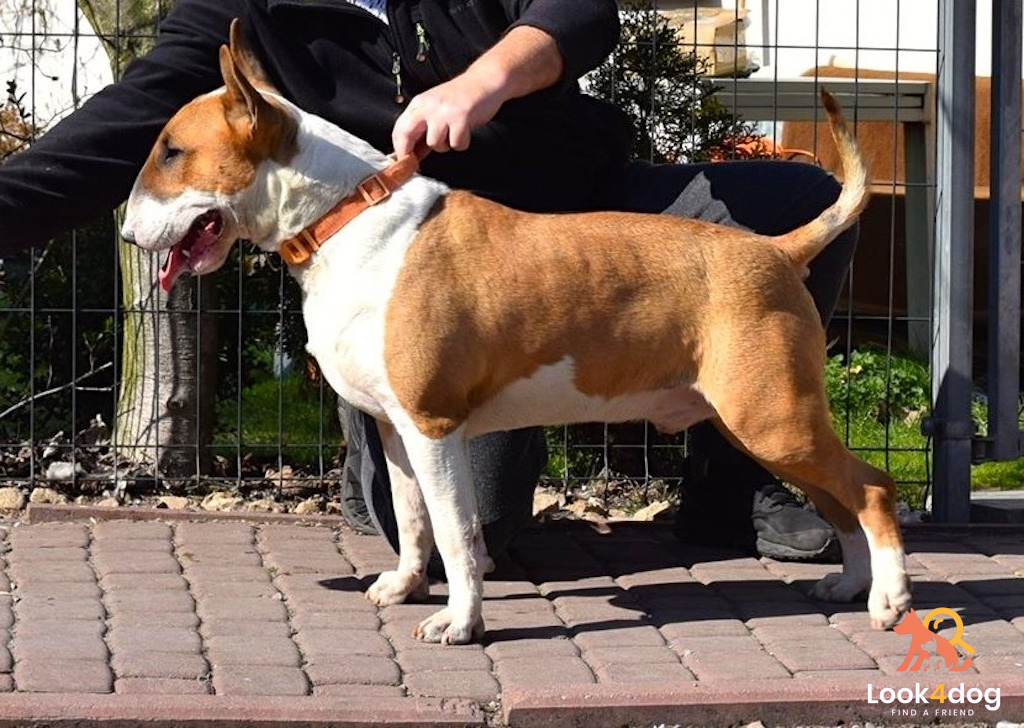 BULLTERIERY miot E 2020 EMKBull's FCI