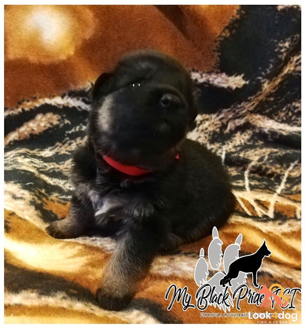 owczarek niemiecki miot B hodowla My Black Pride