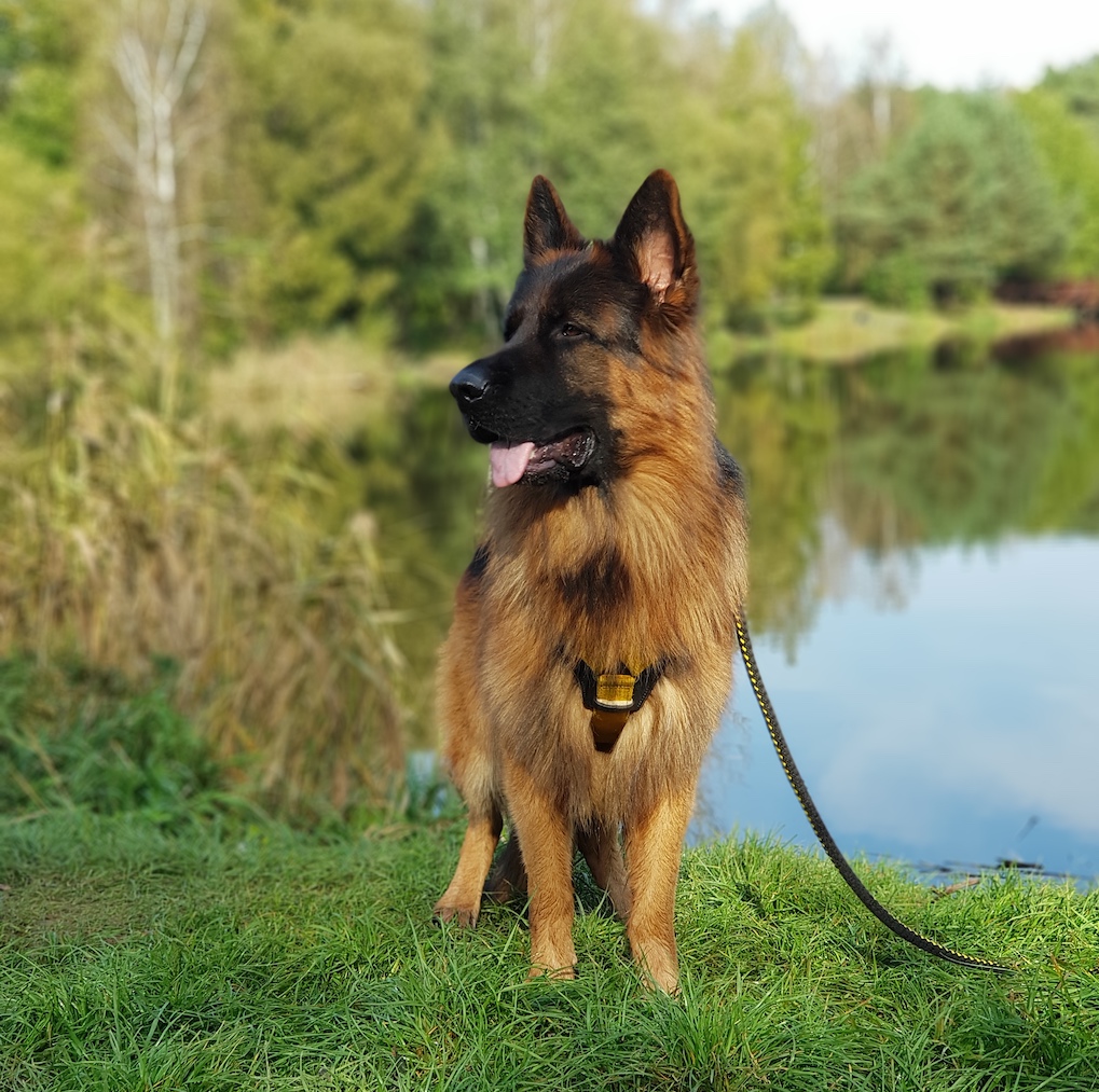 owczarek niemiecki charakter