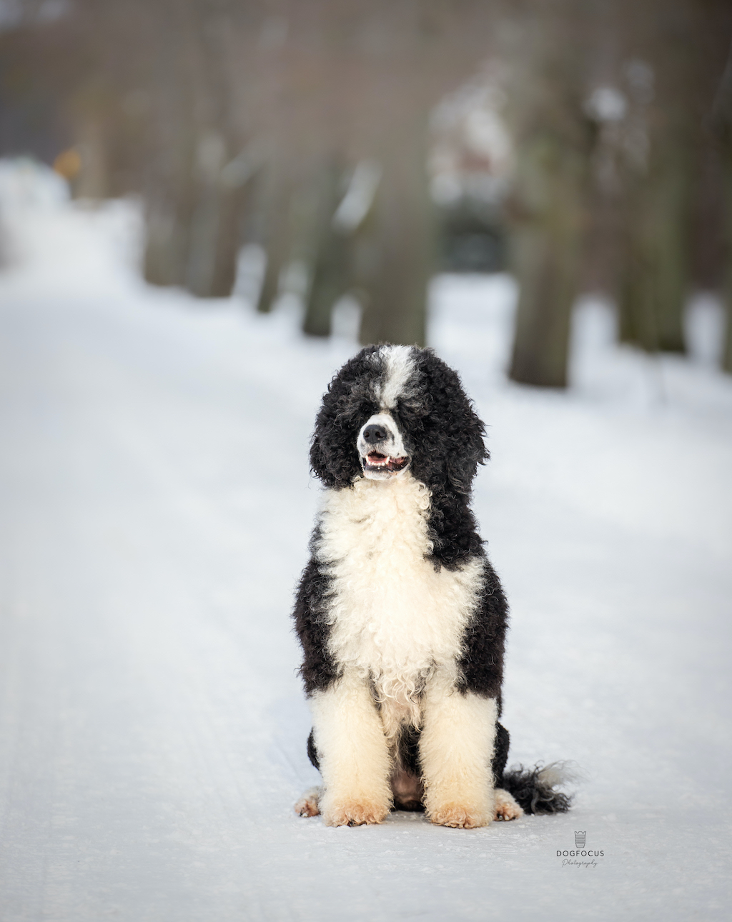 Portugalski pies wodny - umaszczenie1