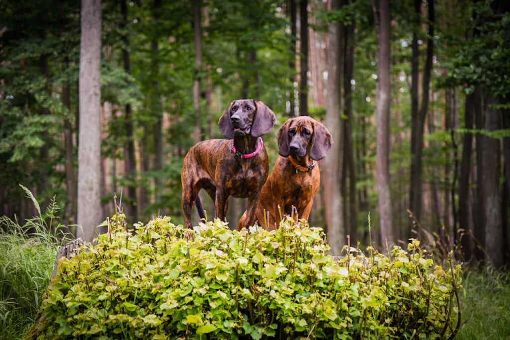Posokowiec hanowerski - umaszczenie