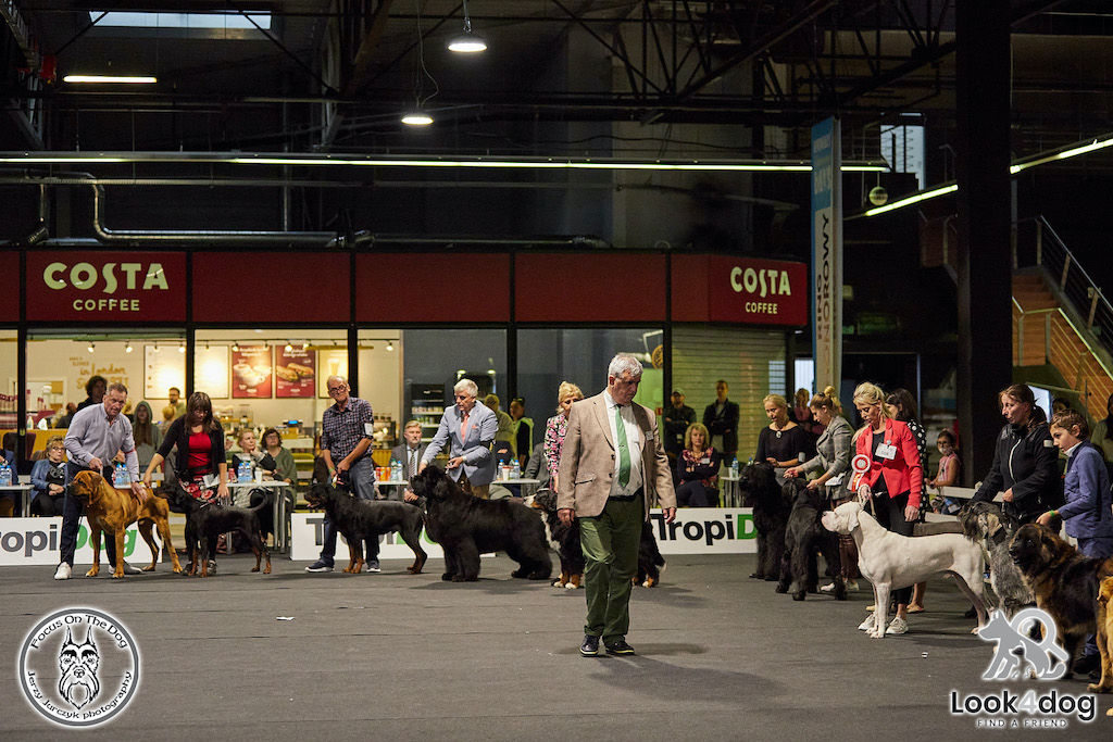 Psy rasowe - hodowle