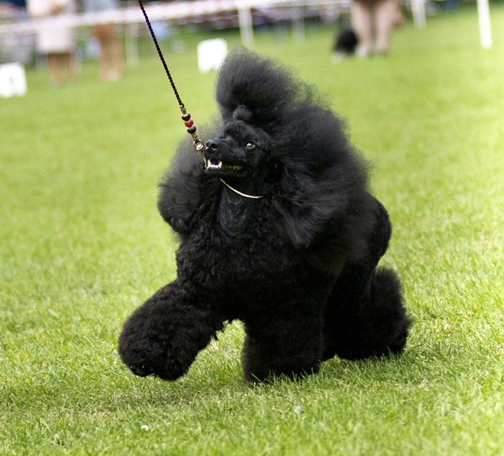 Pudel miniaturowy - choroby