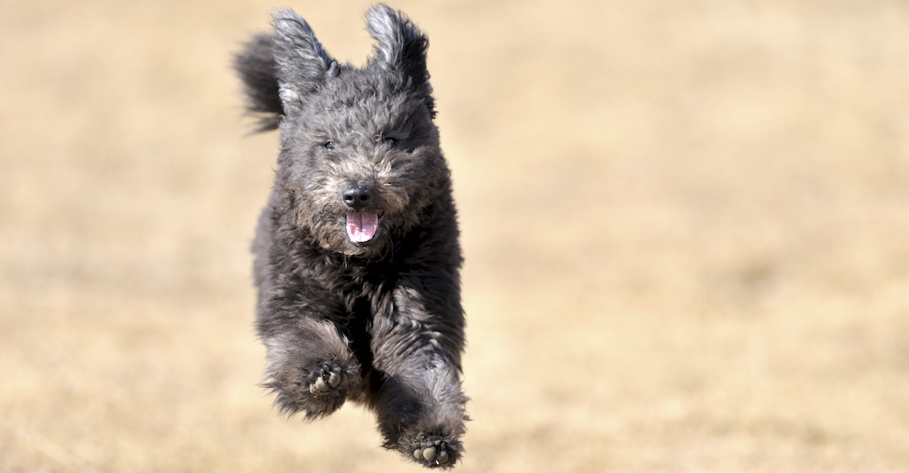 Biegnący wesoły i radosny pies Pumi