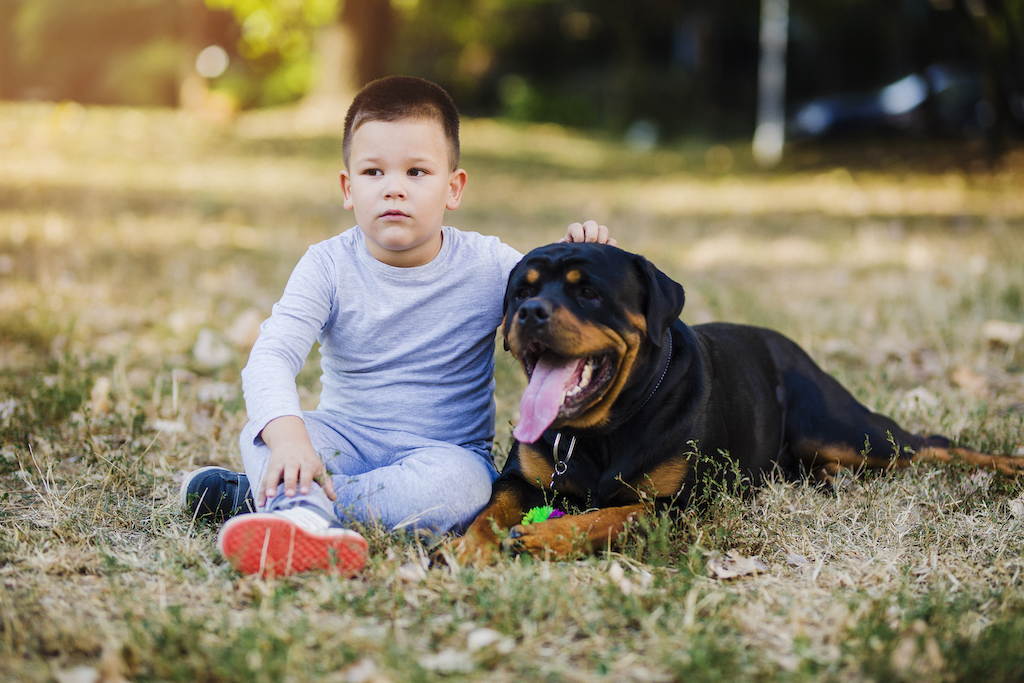 Rottweiler - charakter