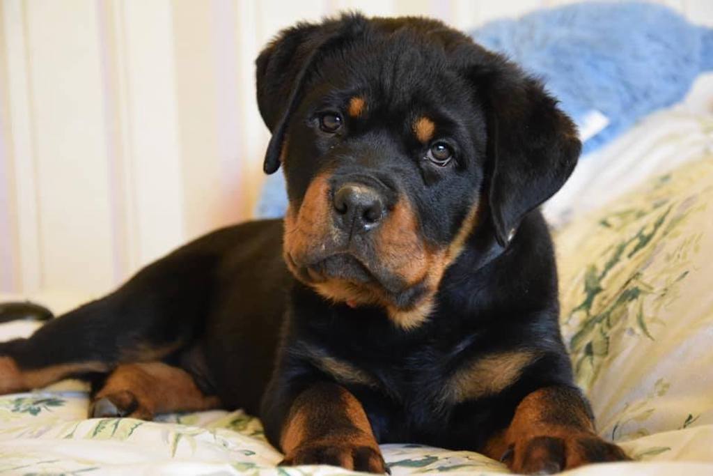 Rottweiler - pielęgnacja