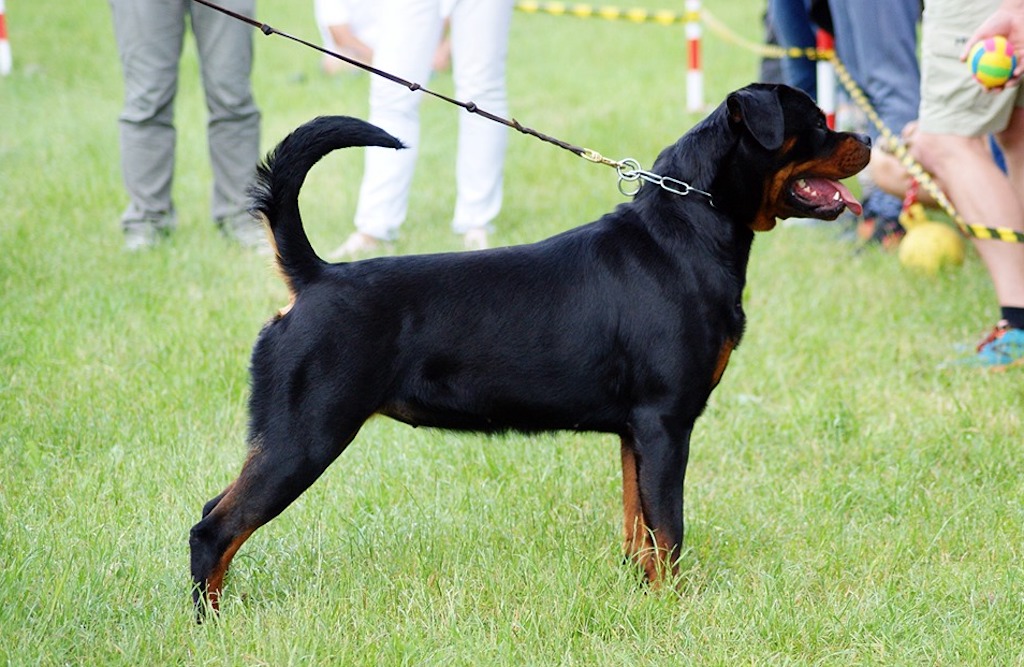 Rottweiler - umaszczenie