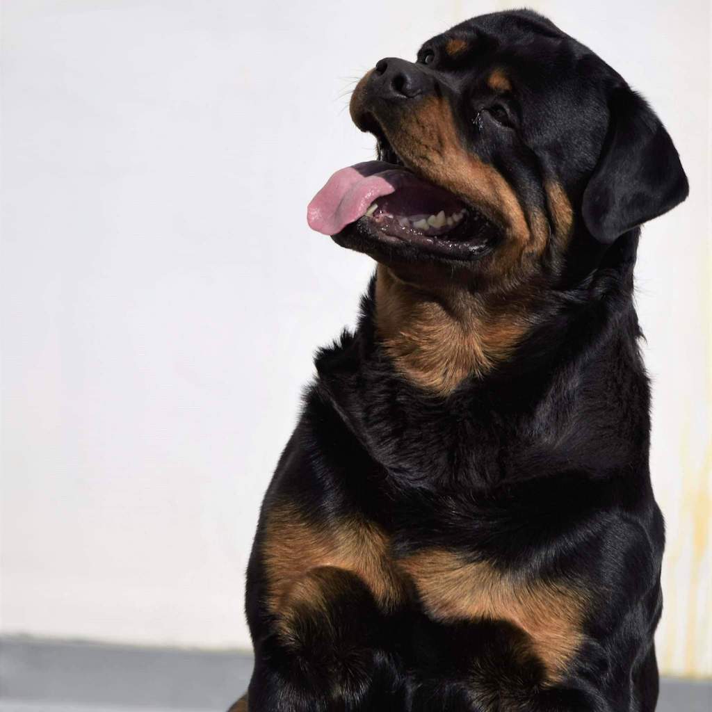 Rottweiler - żywienie