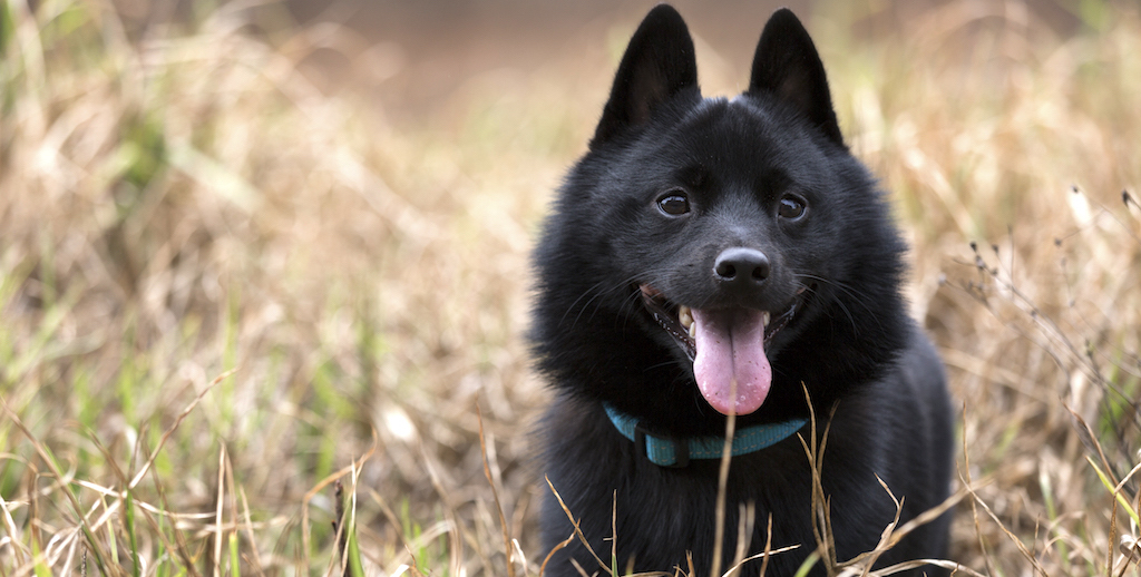 Uroczy schipperke w trawie