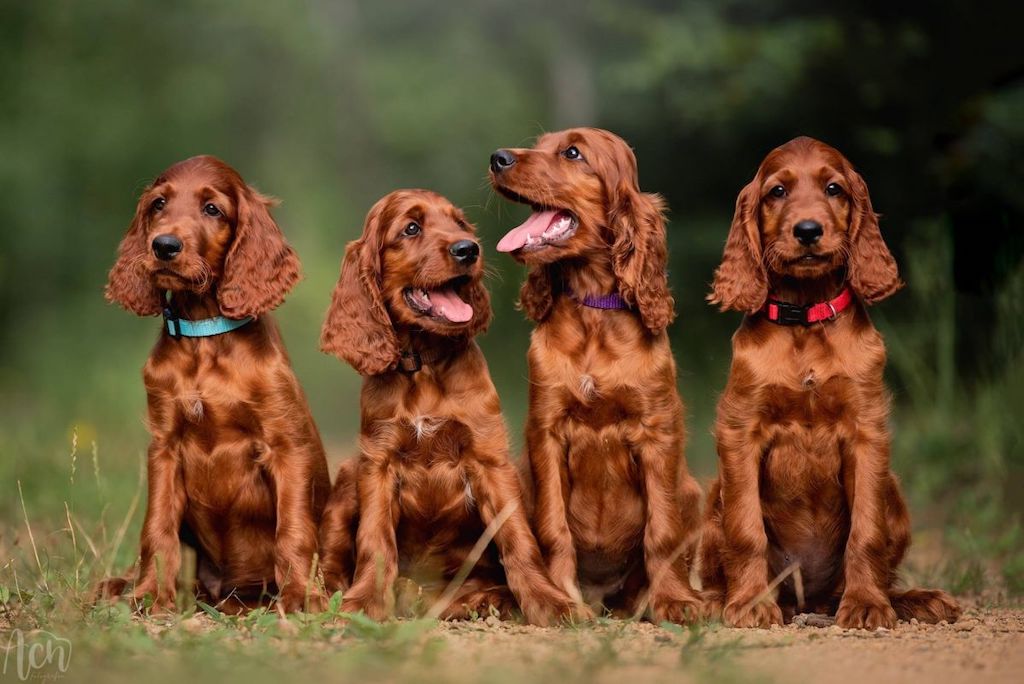 Seter irlandzki - hodowla