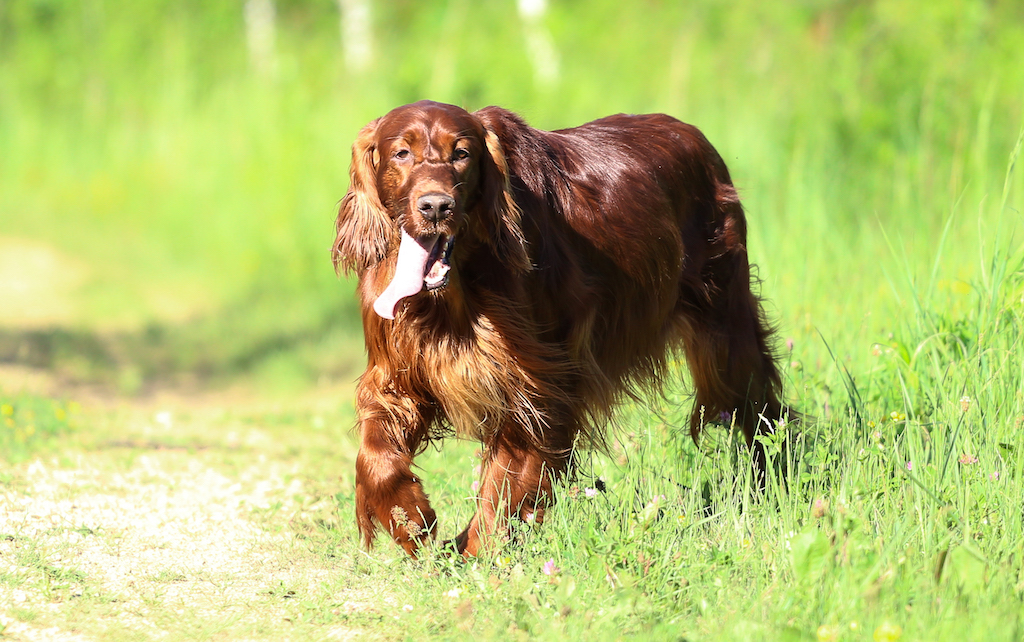 Seter irlandzki - umaszczenie