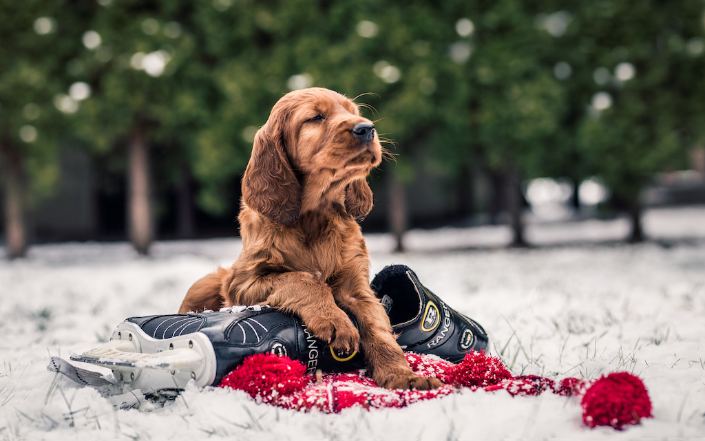 Seter irlandzki - żywienie