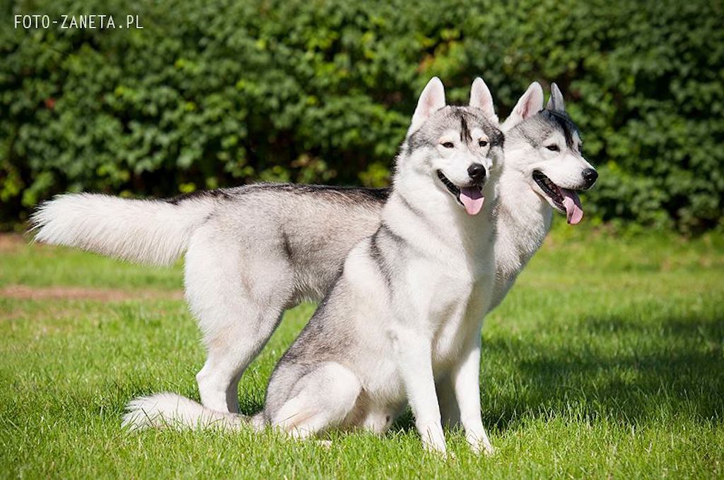 Siberian husky (Husky syberyjski) - charakter