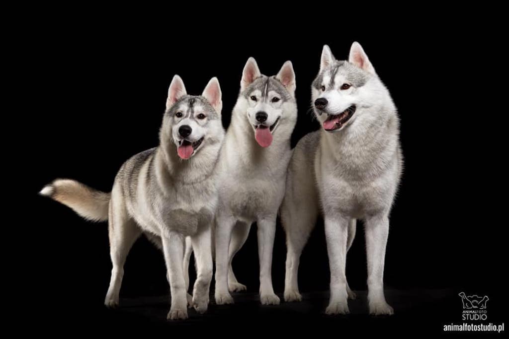 Siberian husky (Husky syberyjski) - pielęgnacja
