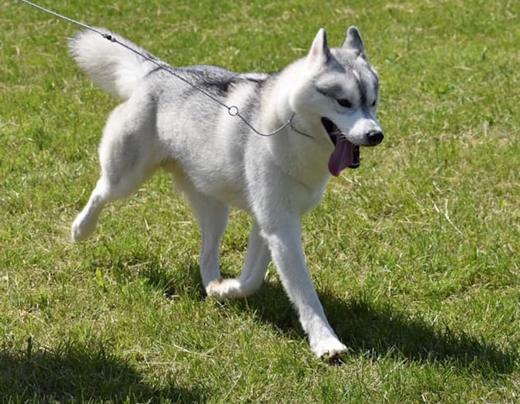 Siberian husky (Husky syberyjski) - umaszczenie