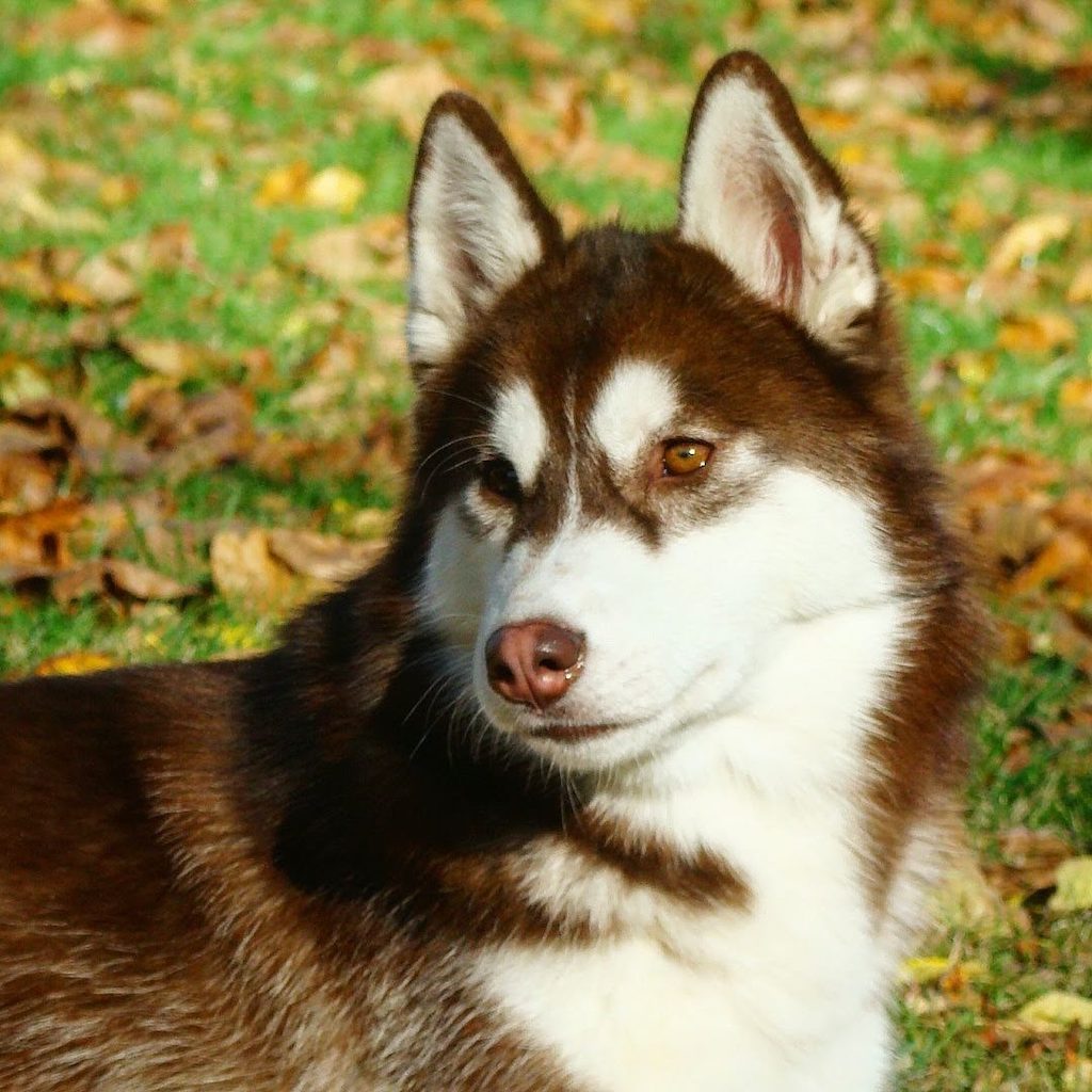 Siberian husky