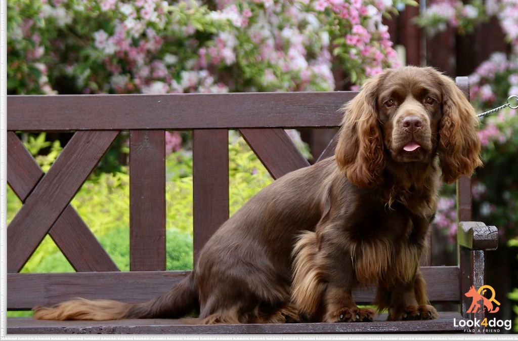 Sussex spaniel - umaszczenie